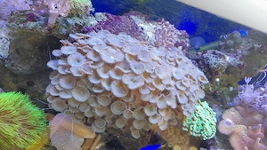 Krustenanemonen Kolonie