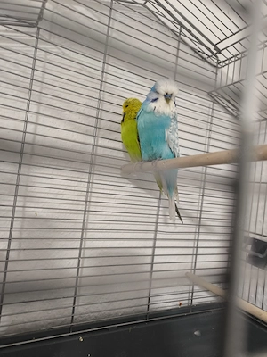 Schauwellensittiche Pärchen 