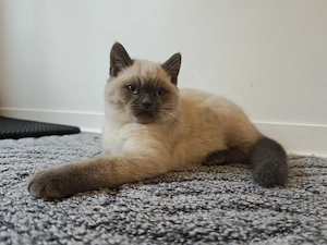 Britisch Kurzhaar Kater  Bild 2