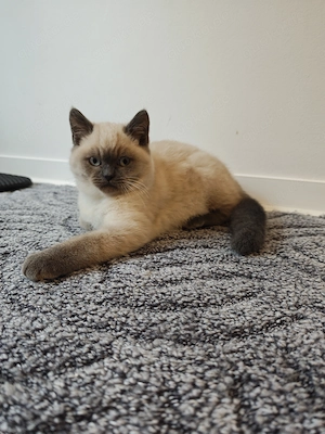 Britisch Kurzhaar Kater  Bild 1