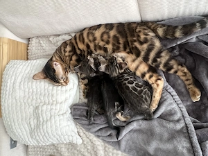 Bengalkitten Mädchen.