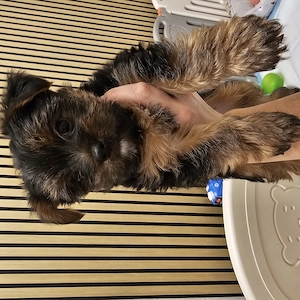 Yorkshire Terrier zu  verkaufen 