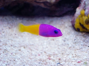 Pictichromis paccagnellae - Nymphen Zwergbarsch