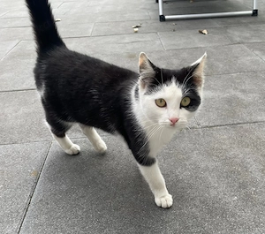 Katze Kitten schwarz weiß aus 2025