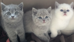 BKH Kitten reinrassig blue point, grau blau, beige Babykatzen Katzenbabys Katzen