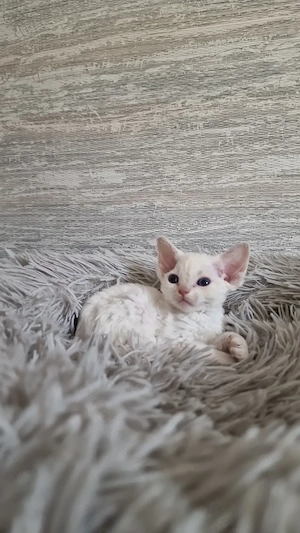 Hübscher Devon Rex Kater kann mit 12 Wochen zu Ende April umziehen 