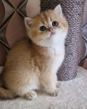 Goldene BKH & BLH Kitten