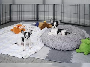 Liebevolle Chihuahua-Welpen 