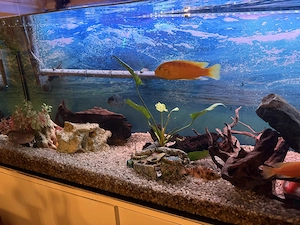 Kompletter Malawi   Und Welsbestand inkl. Zubehör zu verschenken!