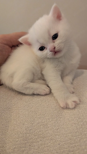      Exklusive BKH Kitten mit Champion-Blutlinie (mit Stammbaum)suchen ein liebevolles Zuhause!