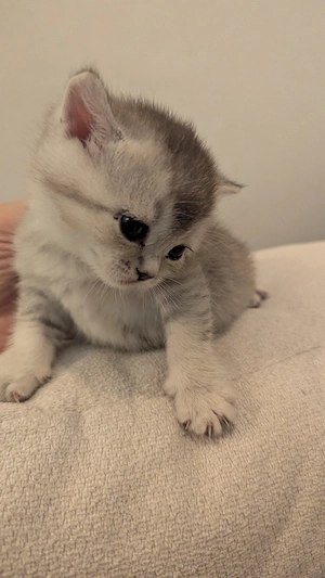      Exklusive BKH Kitten mit Champion-Blutlinie (mit Stammbaum)suchen ein liebevolles Zuhause!