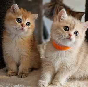 Bkh Kitten mit Stammbaum 