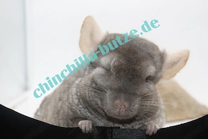 Chinchilla Notfallstation 
