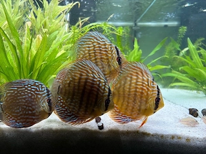 Diskus Red Turquoise 4 Stk zu verkaufen