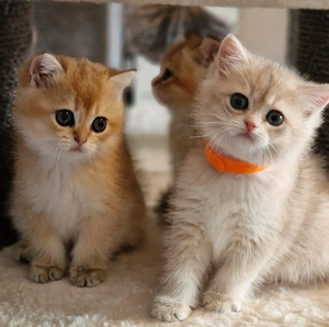 Bkh Kitten mit Stammbaum 