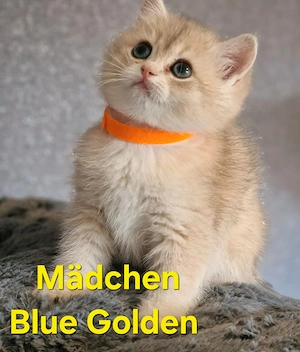 Bkh Kitten mit Stammbaum 