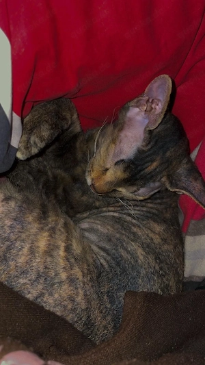 Liebevolle Katze abzugeben 