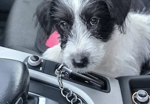 Zuhause gesucht für Malu