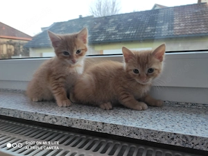 Vier Siam mix   Babykatzen