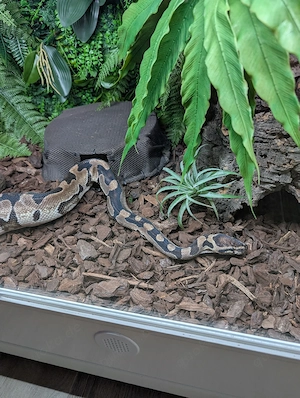Königspython Python Regius