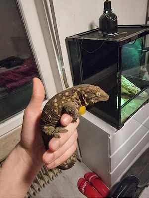 Neukaledonischer Riesengecko