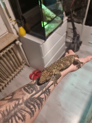 Neukaledonischer Riesengecko mit terrarium 