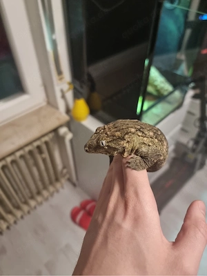 Neukaledonischer Riesengecko mit terrarium 