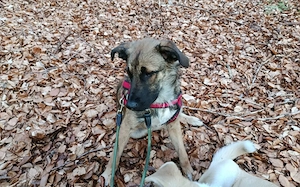 Scheues Hundekind Lucy sucht Heimat Bild 6