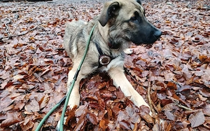 Scheues Hundekind Lucy sucht Heimat