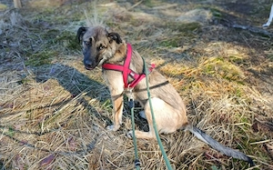 Scheues Hundekind Lucy sucht Heimat Bild 3