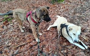 Scheues Hundekind Lucy sucht Heimat Bild 4