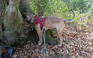 Scheues Hundekind Lucy sucht Heimat Bild 5