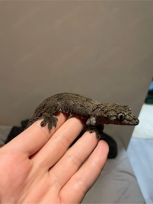 Halmahera Riesengecko mit Terrarium 