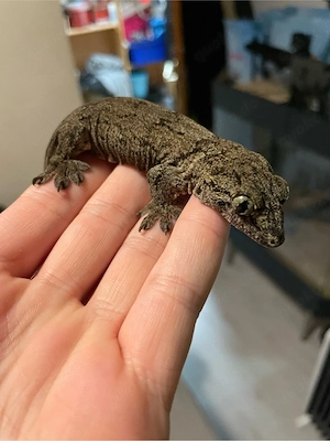 halamera Riesengecko