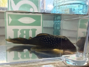 Phantomwels gelb L 200 zu verkaufen