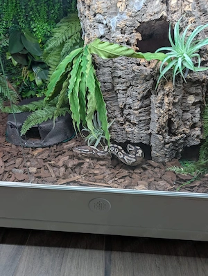 Königspython Python Regius Bild 2