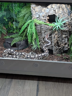 Königspython Python Regius