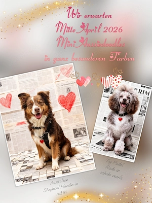 Wir erwarten kunterbunte medium Aussiedoodle Welpen 