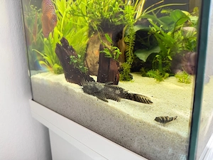 Antennenwels abzugeben