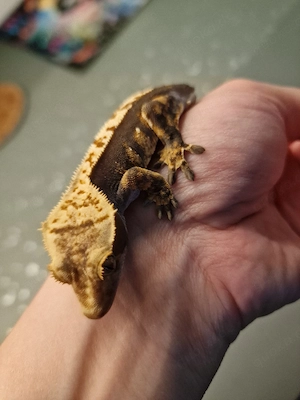 Kronengeckos Bild 10