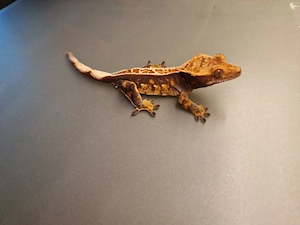 Kronengeckos Bild 8