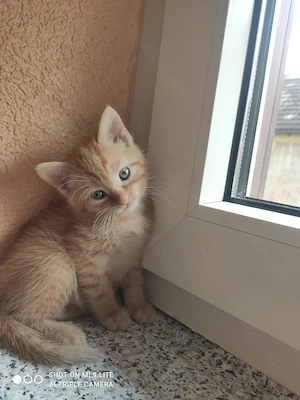 Vier Sia mix   Babykatzen