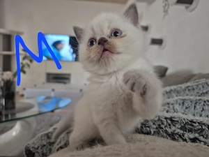 Britisch lang & kurzhaar mix 