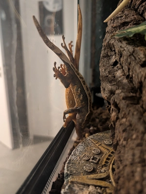 Kronengecko Weibchen 1,5 Jahre alt