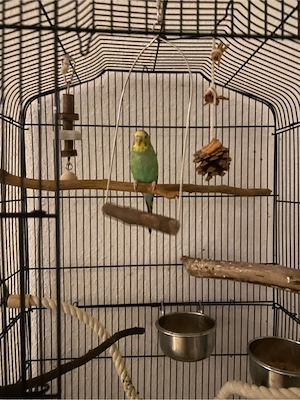 Haustiere Vogel Bild 4