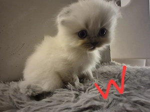 Britisch lang & kurzhaar mix 