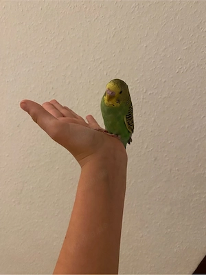 Haustiere Vogel Bild 3