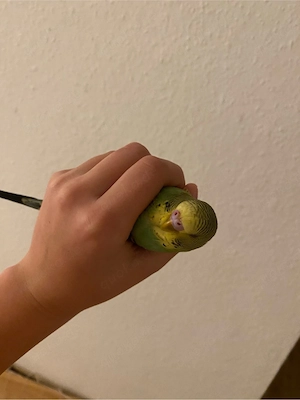 Haustiere Vogel Bild 2