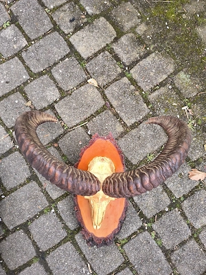 10 Reh Stangen Mufflon Geweih jagd Horn