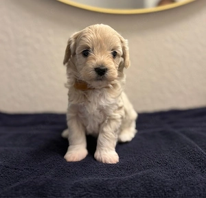 maltipoo welpen 